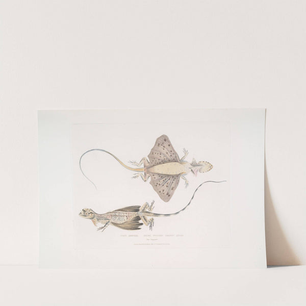 Short Puched Dragon, Draco abreviata. From Singapore. by John Edward Gray