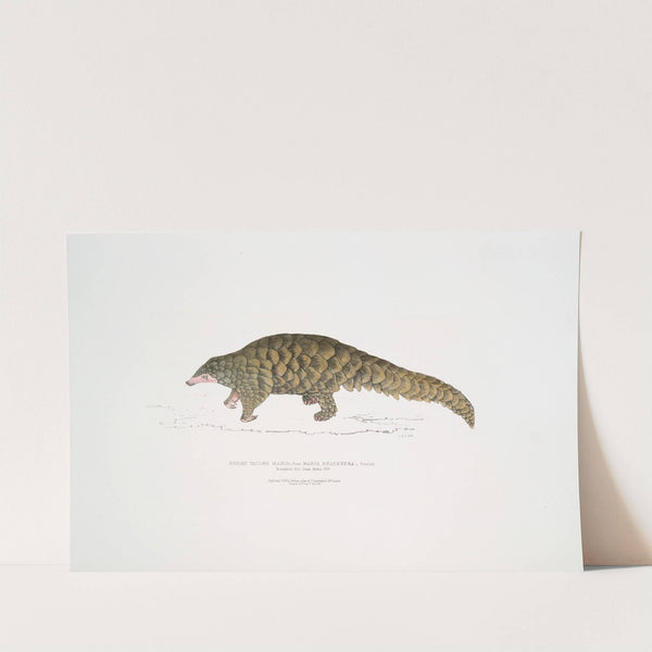 Short tailed Manis, Manis brachyura. by John Edward Gray