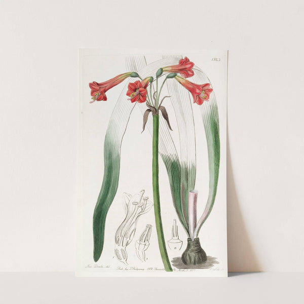 Short-tubed Phycella by Sydenham Edwards