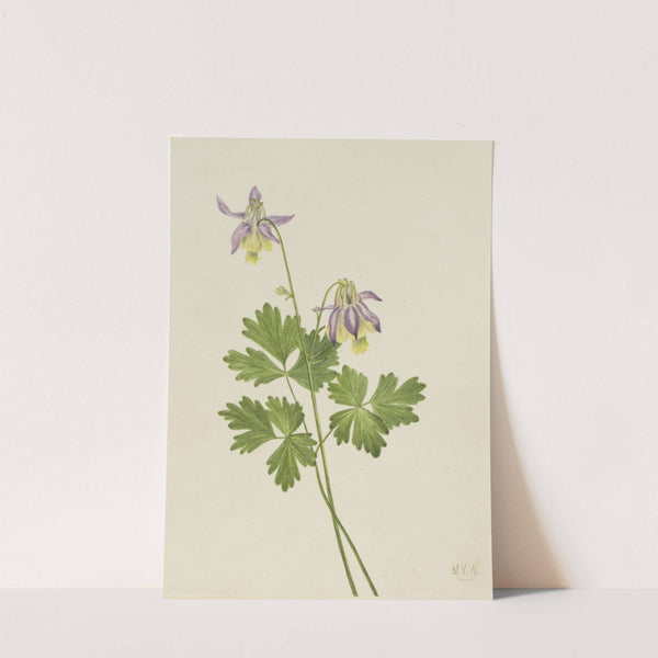 Shortspur Columbine (Aquilegia brevistyla) (1907) by Mary Vaux Walcott