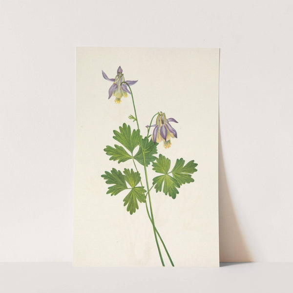 Shortspur Columbine. Aquilegia brevistyla (1925) by Mary Vaux Walcott