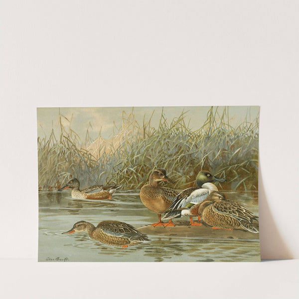 Shoveller (1922-1926) by Allan Brooks