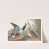 Shoveller duck by John James Audubon