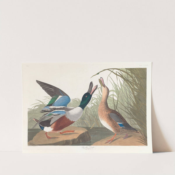 Shoveller duck by John James Audubon
