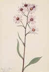 Showy Aster (Aster conspicuus) (1917)