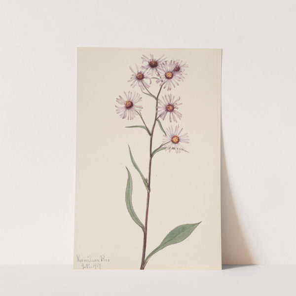 Showy Aster (Aster conspicuus) (1917) by Mary Vaux Walcott