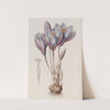 Showy Autumn Crocus by Sydenham Edwards