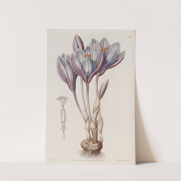 Showy Autumn Crocus by Sydenham Edwards