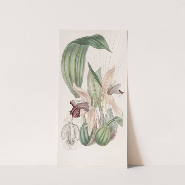 Showy Coelogyne by Sydenham Edwards