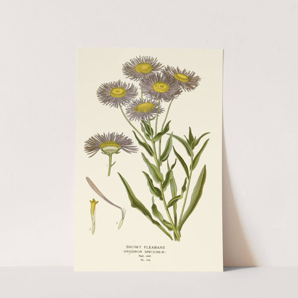 Showy Fleabane (1896-1897) by Edward Step