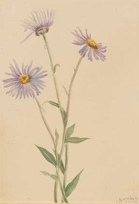 Showy Fleabane (Erigeron salsuginosus) (1902)