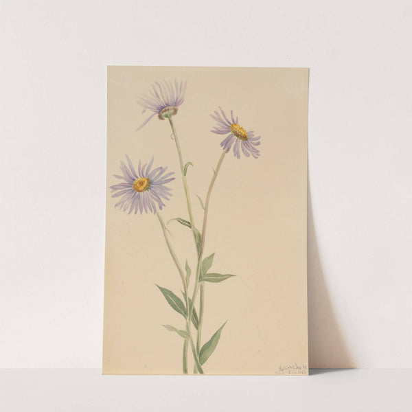 Showy Fleabane (Erigeron salsuginosus) (1902) by Mary Vaux Walcott