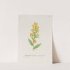 Showy golden rod by S. Fred Prince