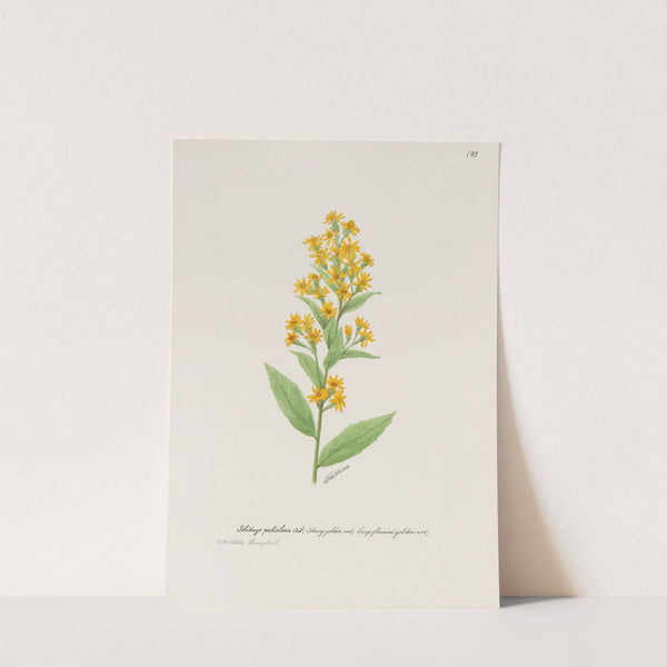 Showy golden rod by S. Fred Prince