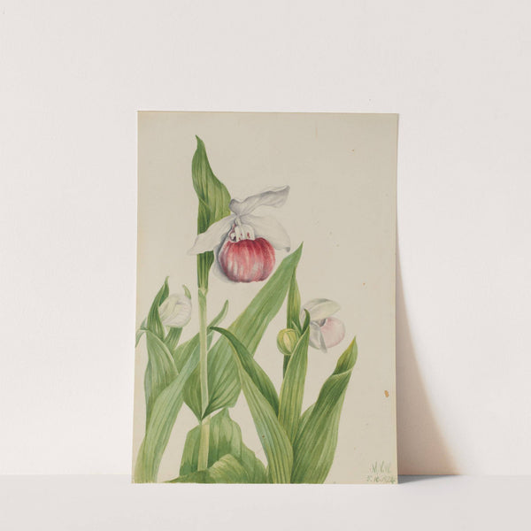 Showy Lady’s Slipper (Cypripedium reginae) (1924) by Mary Vaux Walcott