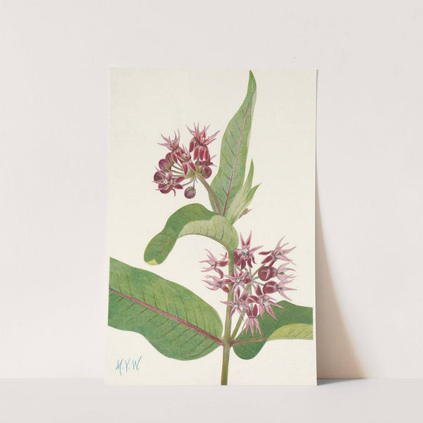 Showy Milkweed. Asclepias speciosa (1925) by Mary Vaux Walcott