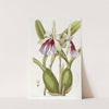 Showy Miltonia by Sydenham Edwards