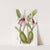 Showy Miltonia by Sydenham Edwards