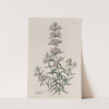 Showy Mirbelia by Sydenham Edwards