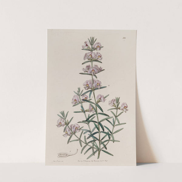 Showy Mirbelia by Sydenham Edwards