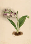 Showy Orchids (Orchis spectabilis) (1885)