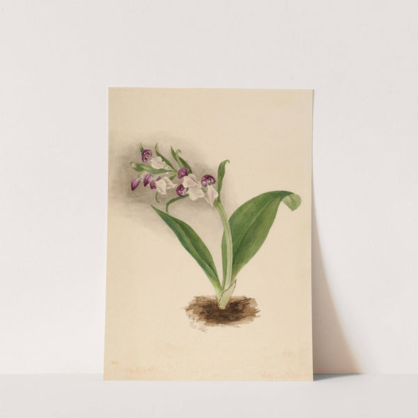 Showy Orchids (Orchis spectabilis) (1885) by Mary Vaux Walcott