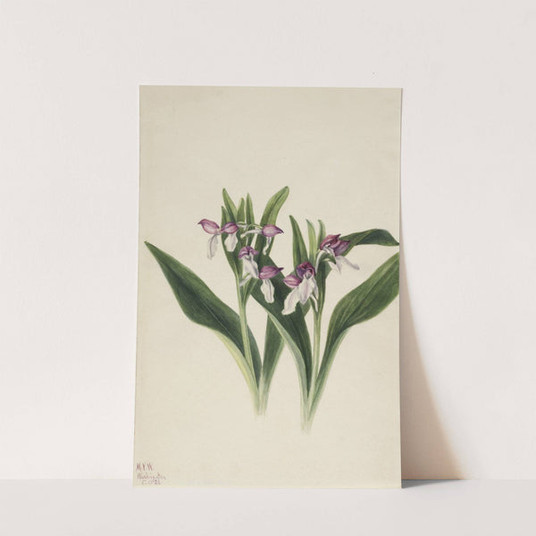 Showy Orchis (Orchis spectabilis) (1926) by Mary Vaux Walcott