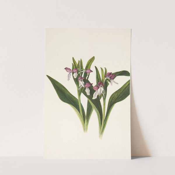 Showy Orchis. Orchis spectabilis (1925) by Mary Vaux Walcott