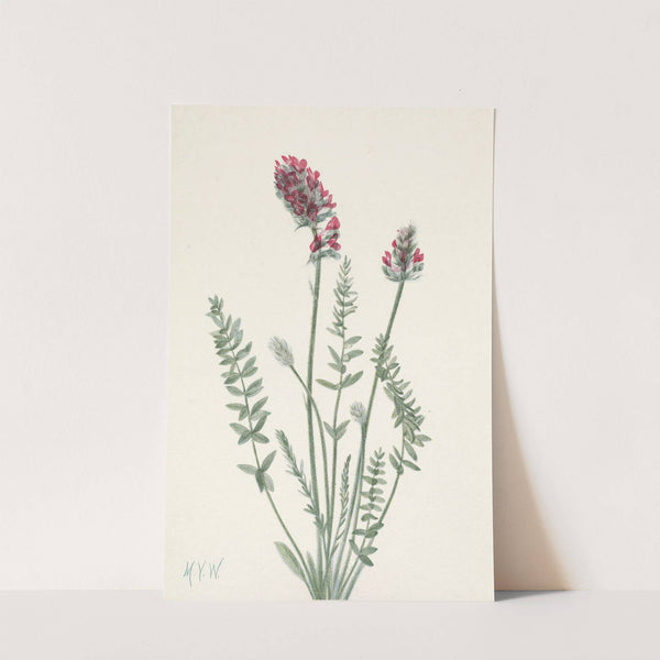 Showy Oxytrope. Oxy tropis splendens (1925) by Mary Vaux Walcott