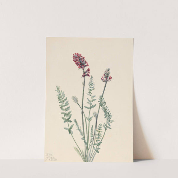 Showy Oxytrope (Oxytropis splendens) (1922) by Mary Vaux Walcott
