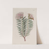 Showy Pimelea by Sydenham Edwards