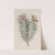 Showy Pimelea by Sydenham Edwards