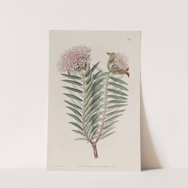 Showy Pimelea by Sydenham Edwards