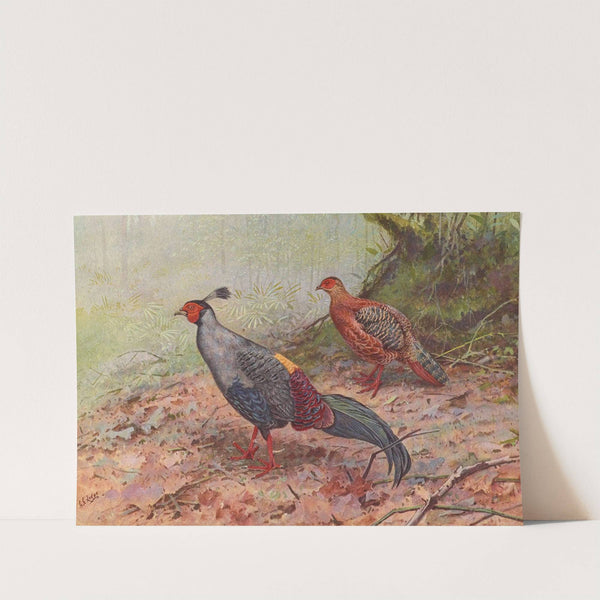 Siamese Crested Fireback by George Edward Lodge