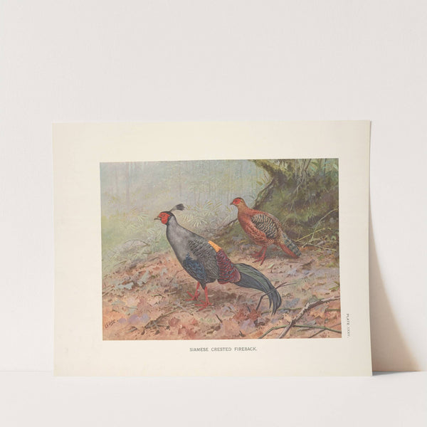 Siamese Crested Fireback (Lophura diardi). (1918-1922) by George Edward Lodge