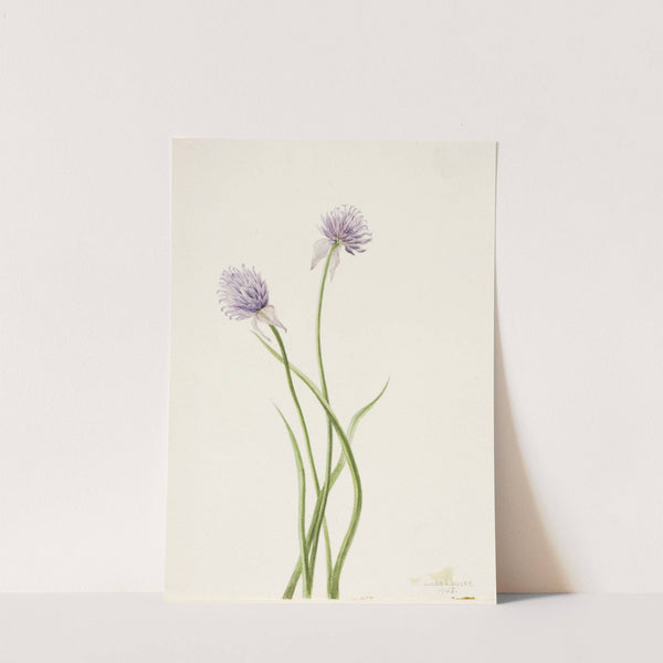 Siberian Onion (Allium sibericum) (1903) by Mary Vaux Walcott