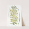 Siberian Yellow Asphodel by Sydenham Edwards