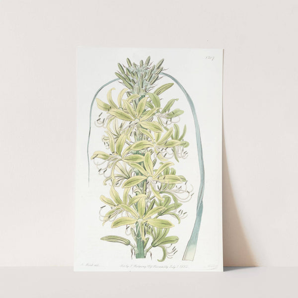 Siberian Yellow Asphodel by Sydenham Edwards