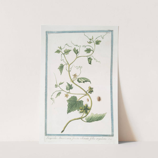 Sicyoides Americana, fructu echinato, foliis angulatis (1772-1793) by Giorgio Bonelli