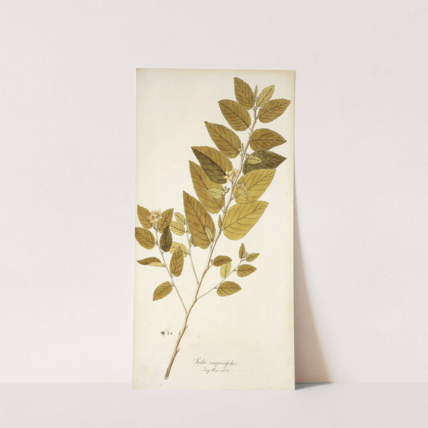 Sida carpinifolia by Nikolaus Joseph Freiherr von Jacquin