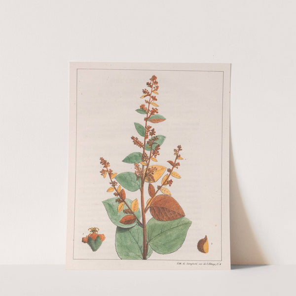 Sida Micrantha (1824-1828) by Auguste de Saint-Hilaire