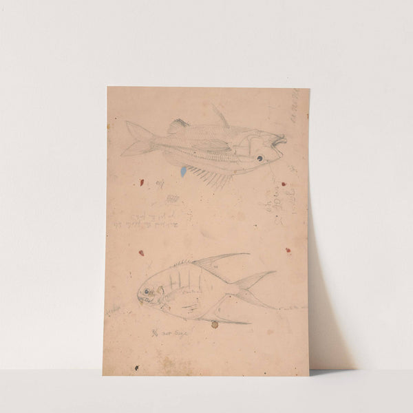 Side view of two fish with notations at to their size (1840-1870) by James Fuller Queen