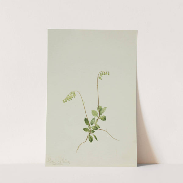 Sidebells Pyrola (Pyrola secunda) (1916) by Mary Vaux Walcott
