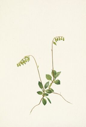 Heieracium gracile (1903)