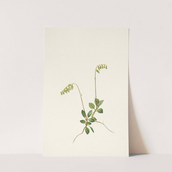 Sidebells Pyrola. Pyrola secunda (1925) by Mary Vaux Walcott