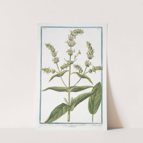 Sideritis- Montis Libani, floribus e luteo candicantibus – Siderite maff. – Crapaudine. (Mountain tea) (1772-1793) by Giorgio Bonelli