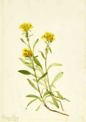 Sidesaddle Goldenrod (1917)