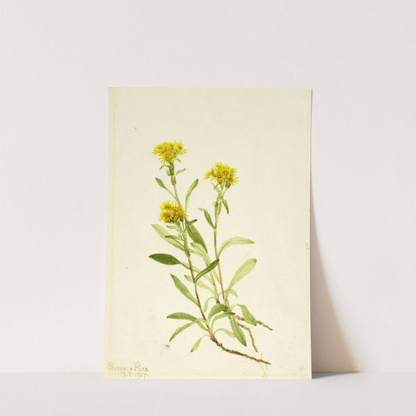 Sidesaddle Goldenrod (1917) by Mary Vaux Walcott