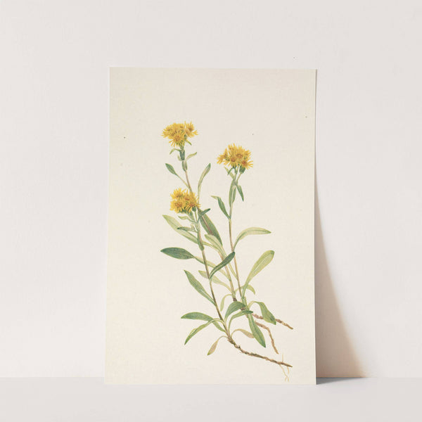 Sidesaddle Goldenrod. Solidago ciliosa (1925) by Mary Vaux Walcott