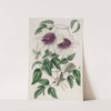 Siebold's Clematis by Sydenham Edwards